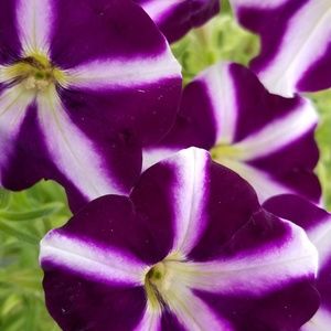 Meet your Posher, Melanie